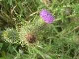 Thistle